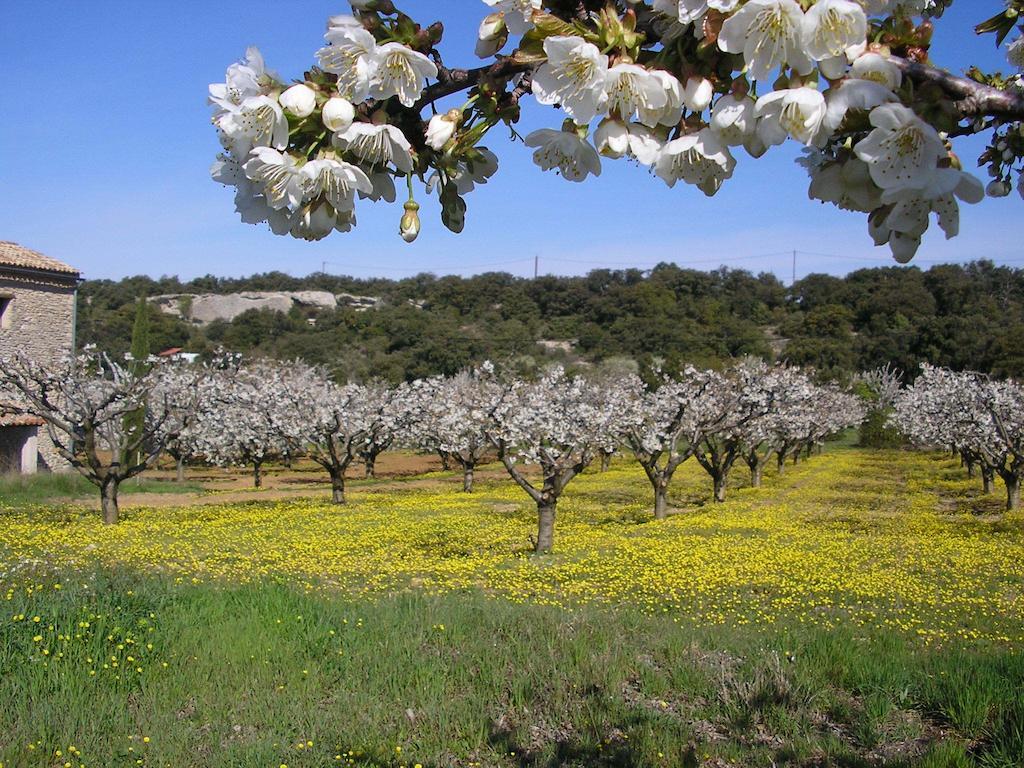 בונייה Le Clos D'Estellan - Piscine Chauffee מראה חיצוני תמונה